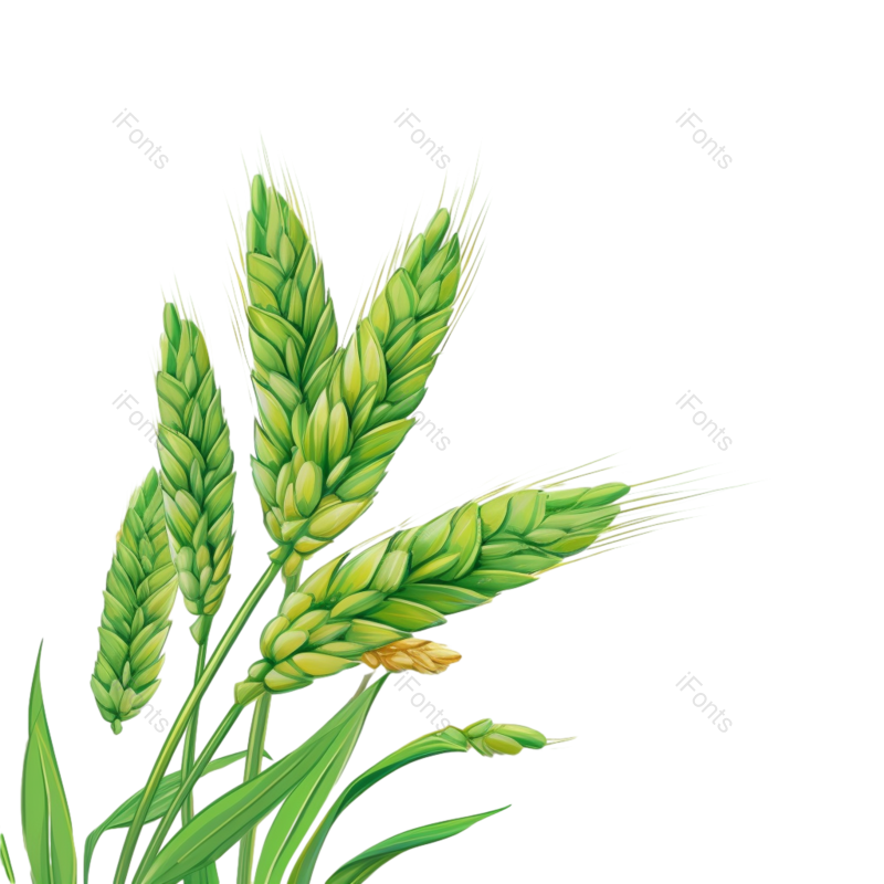 芒种图片,元素元素,丰收PNG,麦穗免抠素材